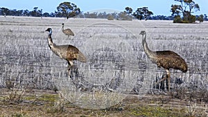 Emus walking in a field devastated by drought in Western New South Wales Australia