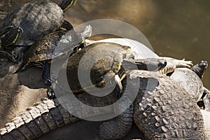 Emydidae Green Turtle on crocodile, La Venta Park. Villahermosa,Tabasco,Mexico