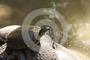 Emydidae Green Turtle on crocodile, La Venta Park. Villahermosa,Tabasco,Mexico