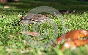 Emydura macquarii australian murray river turtle basking