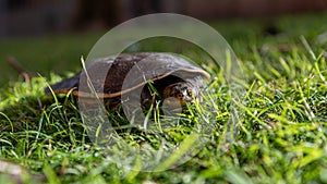 Emydura macquarii australian murray river turtle keeping an eye out photo