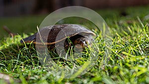 Emydura macquarii australian murray river turtle keeping an eye out