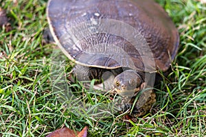 Emydura macquarii australian murray river turtle out of water and basking photo
