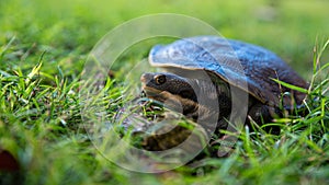 Emydura macquarii australian murray river turtle out of water and basking in the sun