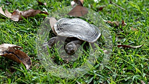 Emydura macquarii australian murray river turtle walking to the pond