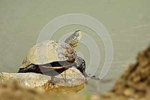 Emys orbicularis in the habitat