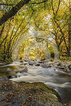 En el corazon del bosque photo