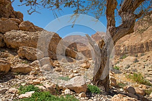 En Gedi Desert Oasis On the western shore of the Dead Sea in Israel