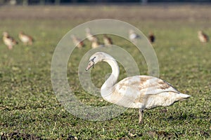 En profil portrait of a young mute swan cygnus color standing in a field