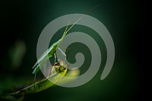 En terrain conquisgreen insect alone on a leaf close-up in color.