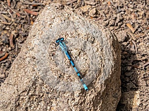 Enallagma Civile - Familiar Bluet Damselfly