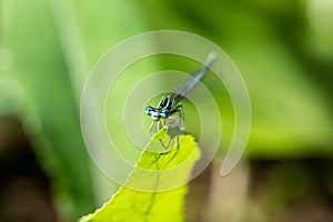 Enallagma cyathigerum common blue damselfly, common bluet, or northern bluet