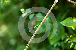 Enallagma cyathigerum (common blue damselfly, common bluet, or northern bluet