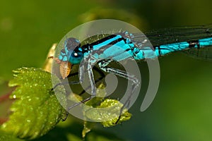 Enallagma cyathigerum, Common Blue Damselfly with Prey