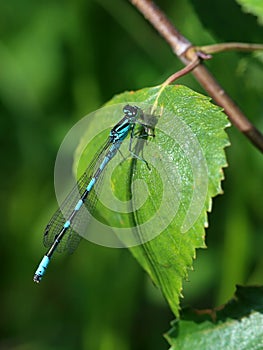 Enallagma cyathigerum. Dragonfly close up