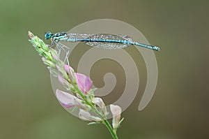 Enallagma cyathigerum is a European damselfly in dew