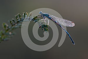 Enallagma cyathigerum is a European damselfly in dew photo
