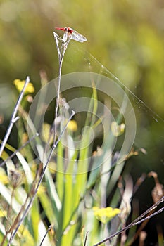 Enallagma cyathigerum. liblula azul sobre una flor de pradera. Una liblula de dragn de proximidad con ojos grandes se sienta en un photo