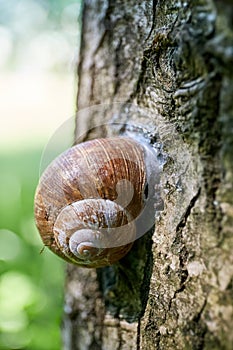 Encapsulated land snail