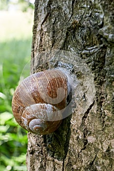 Encapsulated land snail