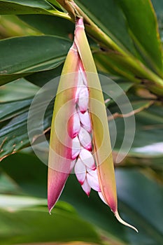 Orchid in a pod blooming.