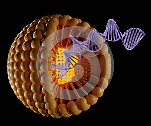 encapsulation of the DNA inside of liposomes photo