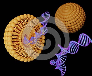 Encapsulation of the DNA within liposomes would be useful for practical gene therapy photo