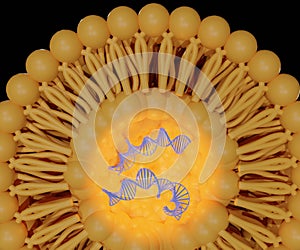 Encapsulation of the DNA within liposomes would be useful for practical gene therapy photo