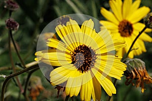 Encelia Californica Bloom - Santa Monica Mountains - 033022