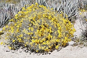 Desert Bloom Series - Brittlebush - Encelia Farinosa photo