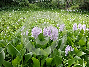 Enceng Gondok Flower in Singkut photo