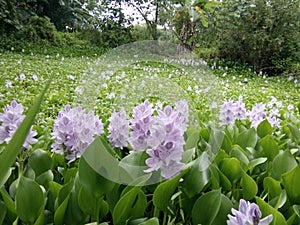 Enceng Gondok Flower in Singkut photo