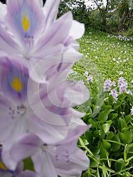 Enceng Gondok Flower in Singkut photo