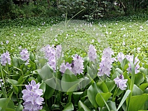 Enceng Gondok Flower in Singkut photo