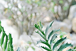 ENCEPHALARTOS LATIFRONS, Cycad or Cycadaceae or Cycas rumphii or Stangeriaceae or Zamiaceae or Encephalartos arenarius