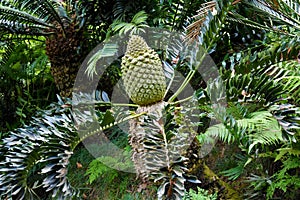 Encephalartos latifrons