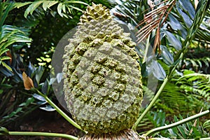 Encephalartos latifrons