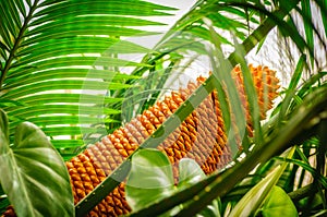 Encephalartos laurentianus shrub. Subtropical cycad evergreen palm like plant with red cones. Cycas