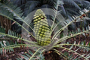 Encephalartos laurentianus shrub. Subtropical cycad evergreen palm like plant with red cones. Cycas.