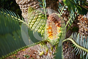 Encephalartos transvenosus in tropical garden of Funchal, Madeira