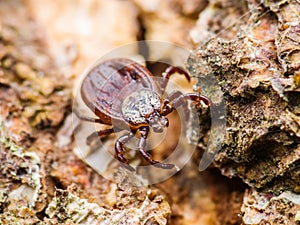 Encephalitis or Lyme Virus Infected Tick Arachnid Insect Crawling on Wood photo