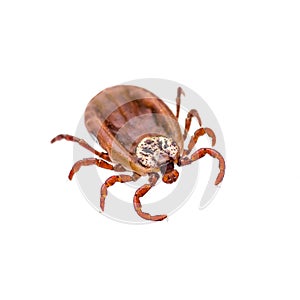 Encephalitis or Lyme Virus Infected Tick Insect Isolated on Whit