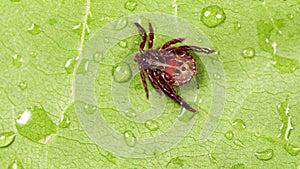 Encephalitis tick creeps on leaf of plant in forest. Tick causing lyme desease and borreliosis.