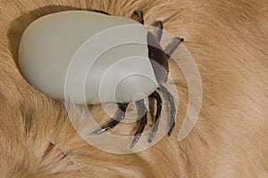 Encephalitis tick on Golden Retriever