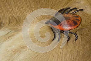 Encephalitis tick on Golden Retriever