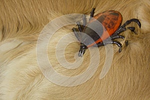 Encephalitis tick on Golden Retriever