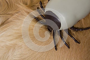 Encephalitis tick on Golden Retriever