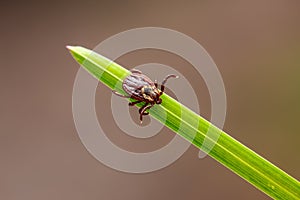 Encephalitis Tick Insect Crawling on Green Grass Close-up. Encephalitis Virus or Lyme Borreliosis Disease Infectious Dermacentor