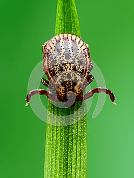 Encephalitis Tick Insect on Green Grass Close-up. Encephalitis Virus or Lyme Borreliosis Disease Infectious Dermacentor Tick