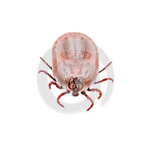 Encephalitis Virus or Lyme Disease Infected Tick Arachnid Insect Isolated on White